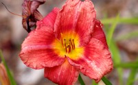 flower1 flower1